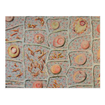 Mitose Cartes Postales