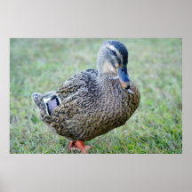 Mlle Mallard II Posters
