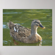 Mlle Mallard Poster