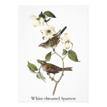 moineau Blanc-throated - John Audubon Faire-parts