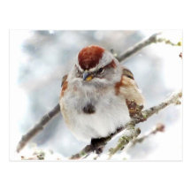 Moineau d'arbre en hiver cartes postales