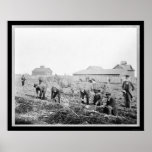 Moisson des pommes de terre à l'université 1900 de affiche