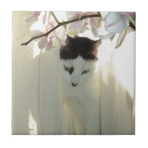 Mon chat assez blanc et noir de Kitty Carreau