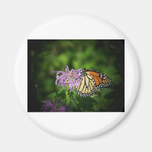 monarque aimants pour réfrigérateur