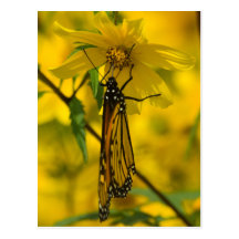 Monarque et carte postale jaune de fleur
