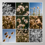 montage d'herbe de coton poster