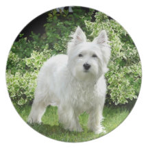 Montagne Terrier blanc occidentale Assiettes Pour Soirée