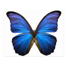 Mooie Elektrische Blauwe Vlinder Wenskaarten
