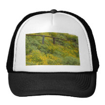 Mooie Gele Wildflowers Petten