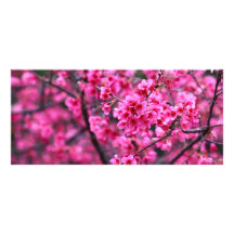 Mooie Tot bloei komende Bloemen Sakura Custom Reclamekaart