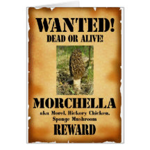 Morille - Gewild Poster Wenskaarten