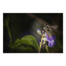 Mouche et fleur photographie d’art