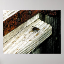 Mouche sur A toujours Affiches