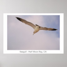 Mouette Affiche