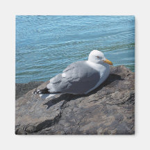 Mouette d'harengs se reposant sur la jetée de roch magnets