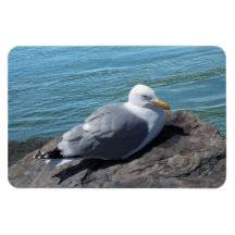 Mouette d'harengs se reposant sur la jetée de roch magnets souples