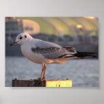 Mouette Poster