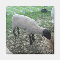 Moutons magnets