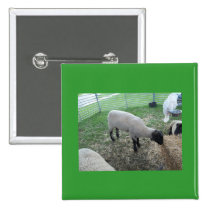 Moutons badges publicitaires