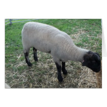 Moutons cartes