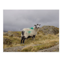Moutons punks cartes postales