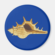 Muschel shell magnets