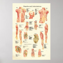 Muscles et affiche humaine d'anatomie d'articulati