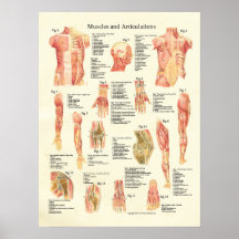 Muscles et affiche humaine d'anatomie d'articulati