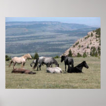 Mustangs au Montana Affiches
