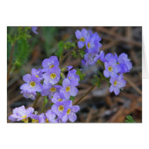 Myosotis alpin carte de vœux