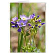 Myosotis alpin carte de vœux