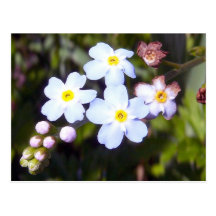 Myosotis des marais 1 carte postale