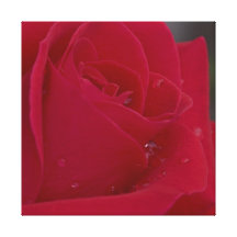 Nam met Dauw toe Stretched Canvas Print