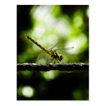 Nature - cartes postales