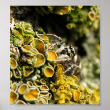 Nature tirée - insectes, araignées posters