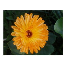 Natuur, Landschappen > Flora, Plant Wens Kaart