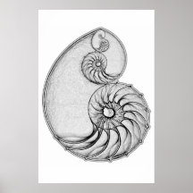 Nautilus Afdruk