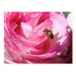 Nectar doux après une douche de pluie légère, abei cartes postales
