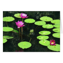 Nénuphar 9 carte