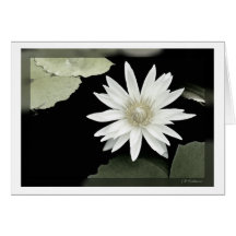 Nénuphar blanc carte de vœux