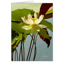Nénuphar blanc cartes de vœux