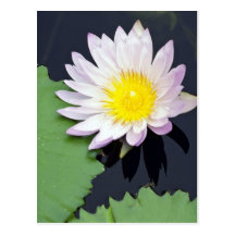 Nénuphar blanc cartes postales