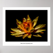 Nénuphar blanc (luminescent) poster