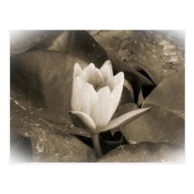 Nénuphar Carte Postale