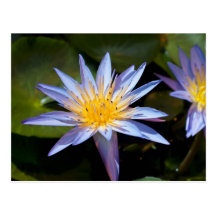 Nénuphar Carte Postale