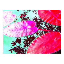 Nénuphar Carte Postale