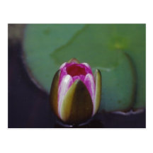 Nénuphar - carte postale
