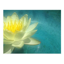 Nénuphar Cartes Postales