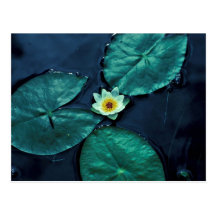 Nénuphar Cartes Postales
