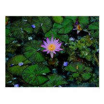 Nénuphar Cartes Postales